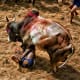 bull-festival-abull-sport-and-bull-worship-in-india