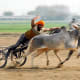 bull-festival-abull-sport-and-bull-worship-in-india