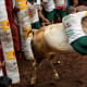 bull-festival-abull-sport-and-bull-worship-in-india