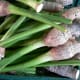 taro variety