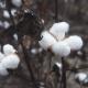 Gossypium hirsutum