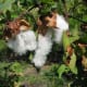 Gossypium Arboreum