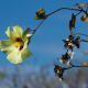 Gossypium Barbadense