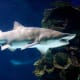 Sand Tiger Shark - one of four species found in Long Island Sound