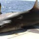 The smooth dogfish Shark, one of four sharks found in Long Island Sound