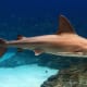 The Brown Shark (aka sandbar shark) - one of four species of sharks found in Long Island Sound.