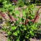 Butterfly Garden in Wiess Park
