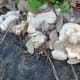 Mushrooms spotted on the trail