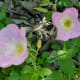 Wildflowers growing in woods