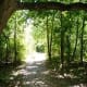 Wooded areas on the trail