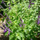 Plant in the Butterfly Garden