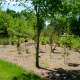 A reforested area