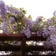 Blooming Wisteria