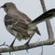 Northern Mockingbird in Mason Road Park