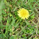 Blooming dandelions in Mason Road Park