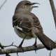 Northern Mockingbird in Mason Road Park