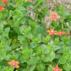 Blooming wildflowers in Mason Road Park