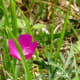 Blooming wildflowers in Mason Road Park