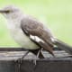 Northern Mockingbird in Mason Road Park