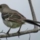 Northern Mockingbird in Mason Road Park