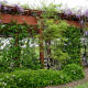 Backside of the trellis