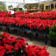 Poinsettias