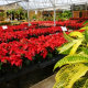 Poinsettias