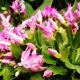 Christmas Cactus