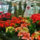 Poinsettias & Artificial Christmas Trees