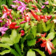 Christmas Cactus