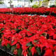Poinsettias