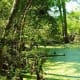 Bald Cypress Tree Knees in Swampy Area