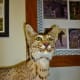 Taxidermied Bobcat at Nature Center