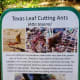 kleb-woods-nature-preserve-amazing-site-in-tomball-tx