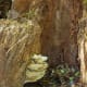 Mushrooms on tree stump