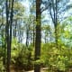 Walkways through marshy areas