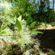 Fringe Tree at Kleb Woods