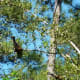 Many Yellow Waxwings spotted at Kleb Woods Nature Preserve