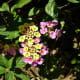 Blooming flower