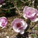 Saucer Magnolia Alexandrina originated in central China
