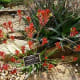 Kangaroo Paw originated in SW Australia