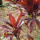 Ti Plants originally came from China to E. Asia