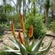 Stone aloe in bloom