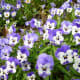 Viola cornuta. Originated from SW Europe