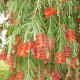 Weeping Bottlebrush originated in SE Australia