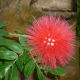 Showy blossom