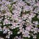Nemesia Opal Innocence originated in S. Africa