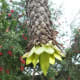 Closeup of head of snow banana