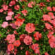 China Pink Dianthus chinesis and Diamond Coral originated in China