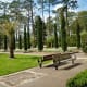 Cypress trees & tulips at Mercer Arboretum